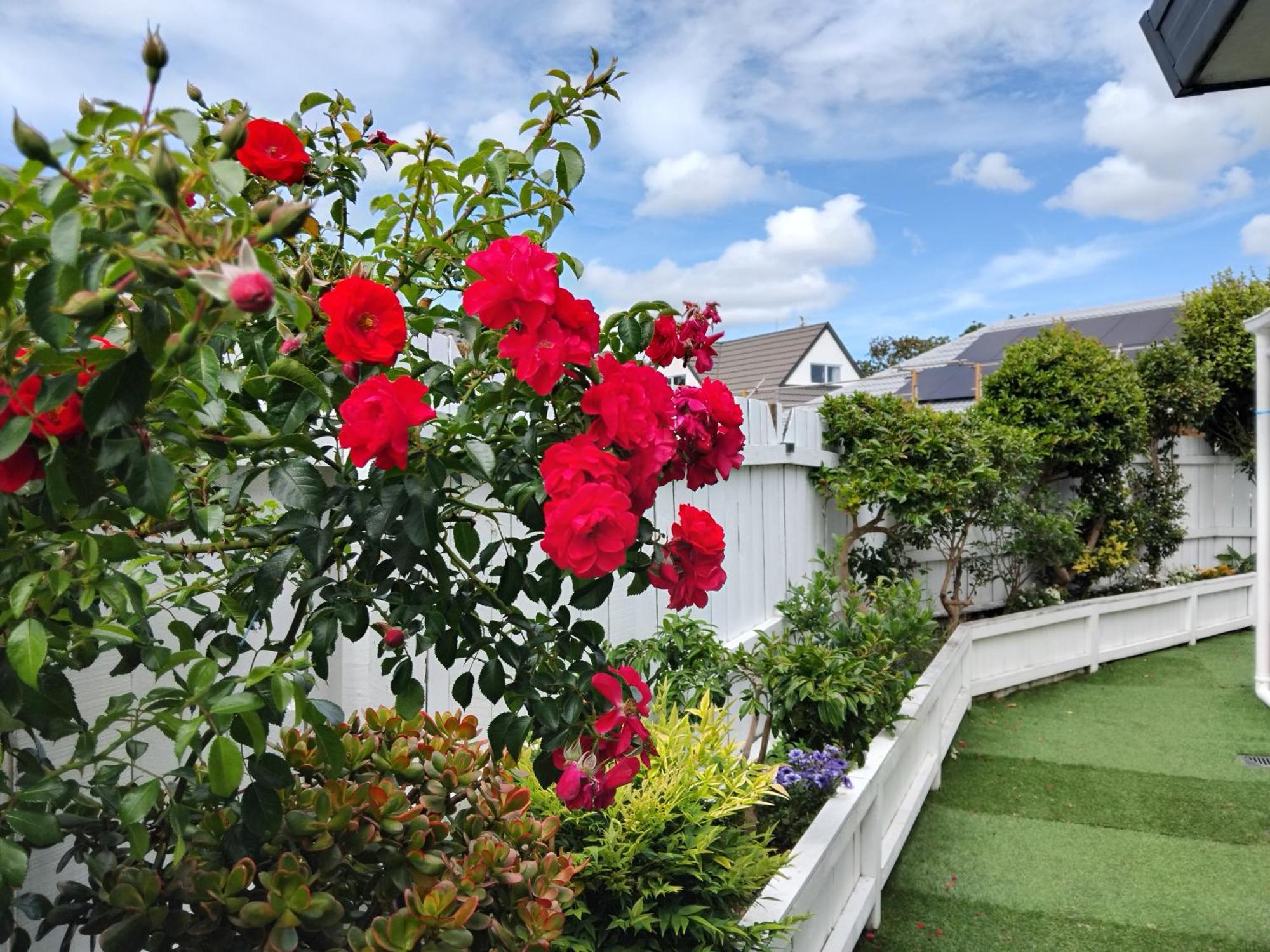 Dream * Auckland